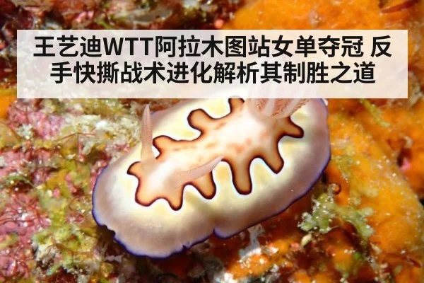 王艺迪WTT阿拉木图站女单夺冠 反手快撕战术进化解析其制胜之道